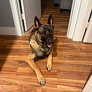Ruger joined the competition — help win amazing prizes! dog, german_shepherd, canine, pet, animal, indoor, flooring, wood_floor, hallway, door, smiling, ears_up, collar, resting, looking_up, brown, black, fur, domestic_animal, companion