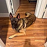 Ruger is registered to the contest to win money with this photo: dog, german_shepherd, indoor, wooden_floor, lying, hallway, open_door, couch, pet, canine, animal, fur, ears, looking_up, mouth_open, smiling, home, flooring, brown, comfortable