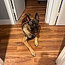 Ruger is registered to the contest to win money with this photo: dog, german_shepherd, indoor, wooden_floor, hallway, pet, canine, brown, black, door, door_frame, flooring, animal, looking, lying_down, ears_up, tongue_out, home, domestic, floor