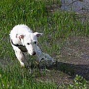 Princesse a rejoint le concours — aidez-le/la à gagner de superbes lots ! animal, canine, dog, eskimodog, field, goldenretriever, grass, grassland, land, nature, outdoors, pet, plant, pond, poodle, puppy, soil, terrier, water, whitedog