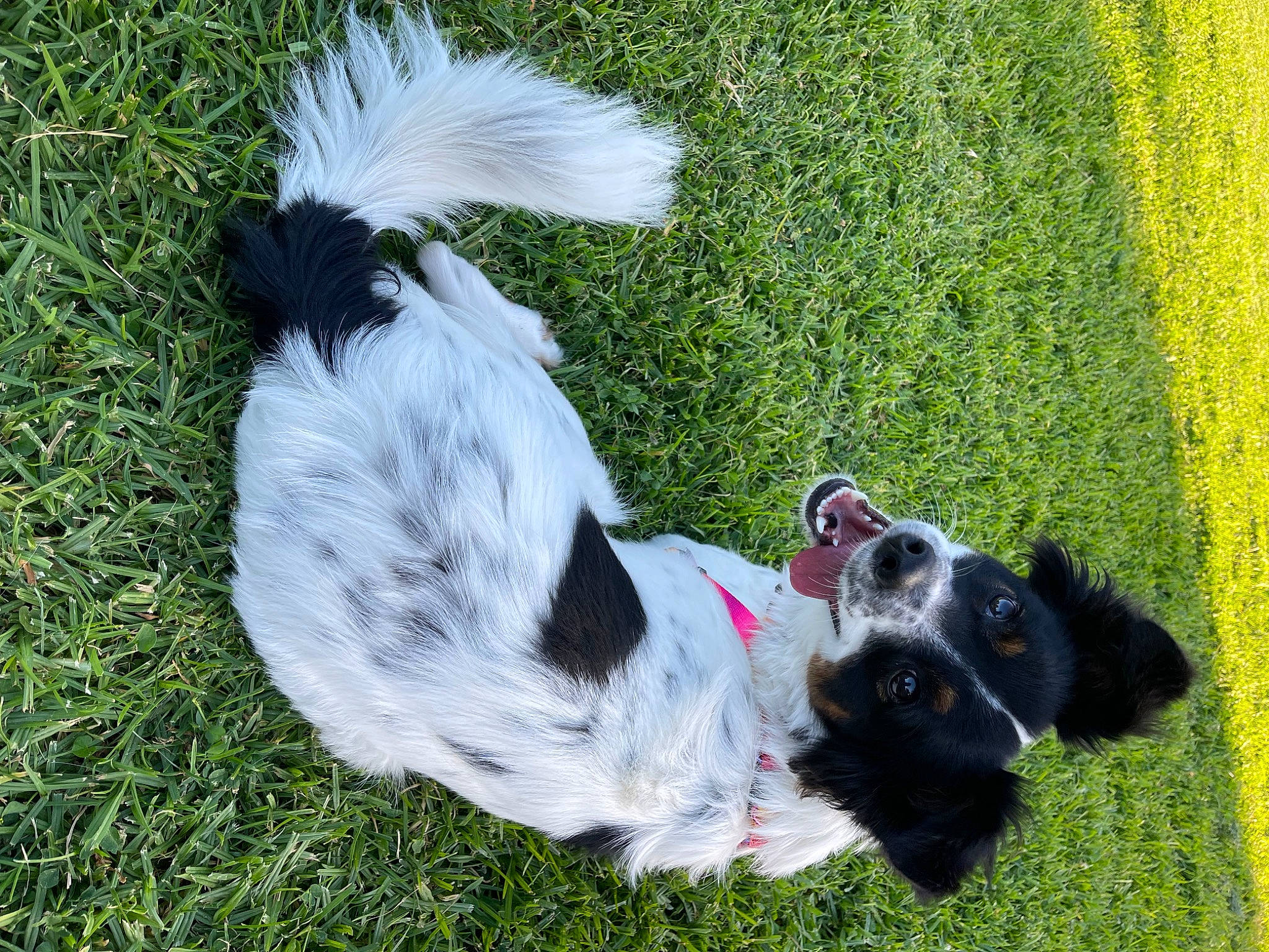 Oreo joined the competition — help win amazing prizes! border_collie, canidae, carnivore, collar, companion_dog, dog, dog_breed, dog_collar, dog_supply, fur, grass, herding_dog, non_sporting_group, plant, snout, sporting_group, tail, terrier, working_animal, working_dog