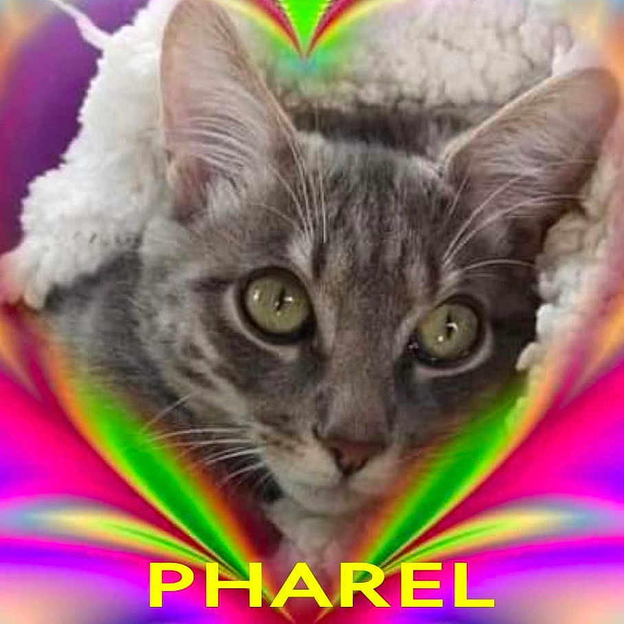 Pharel