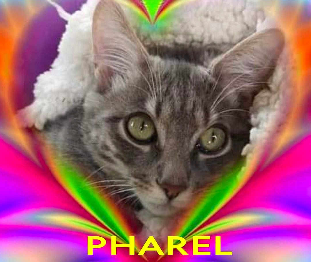 Pharel