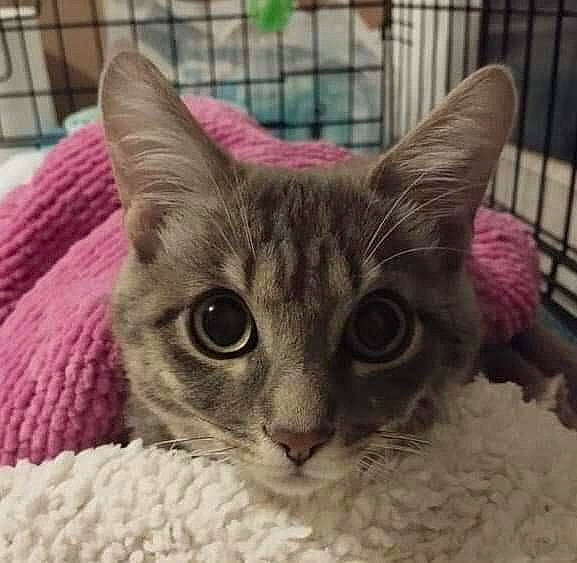 Pharel participe au concours pour gagner de l'argent avec cette photo : carnivore, cat, cat_bed, cat_furniture, cat_supply, claw, domestic_short_haired_cat, fawn, felidae, fur, paw, pet_supply, small_to_medium_sized_cats, snout, terrestrial_animal, whiskers, window