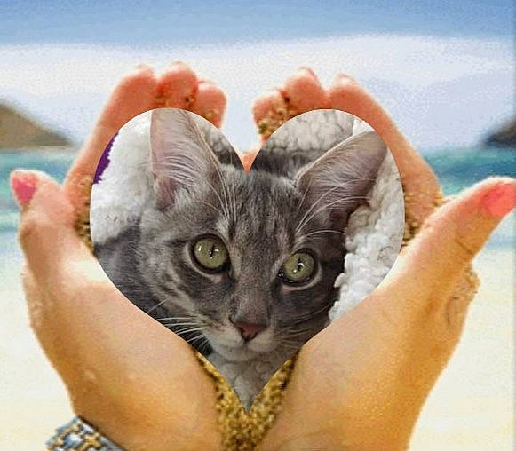 Pharel a rejoint le concours — aidez-le/la à gagner de superbes lots ! carnivore, cat, comfort, domestic_short_haired_cat, ear, eye, eyelash, fawn, felidae, finger, fur, gesture, hand, nail, paw, small_to_medium_sized_cats, snout, thumb, whiskers, wrist