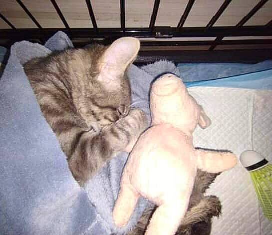 Pharel a rejoint le concours — aidez-le/la à gagner de superbes lots ! carnivore, cat, claw, comfort, domestic_short_haired_cat, fawn, felidae, foot, fur, gesture, human_leg, lap, nap, paw, small_to_medium_sized_cats, snout, tail, teddy_bear, toy, whiskers