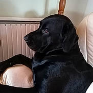 Lasko participe au concours pour gagner de l'argent avec cette photo : dog, labrador, black_dog, pet, indoor, armchair, furniture, radiator, wooden_chair, side_view, calm, relaxed, domestic, canine, animal, companion, portrait, seated, looking_away, home