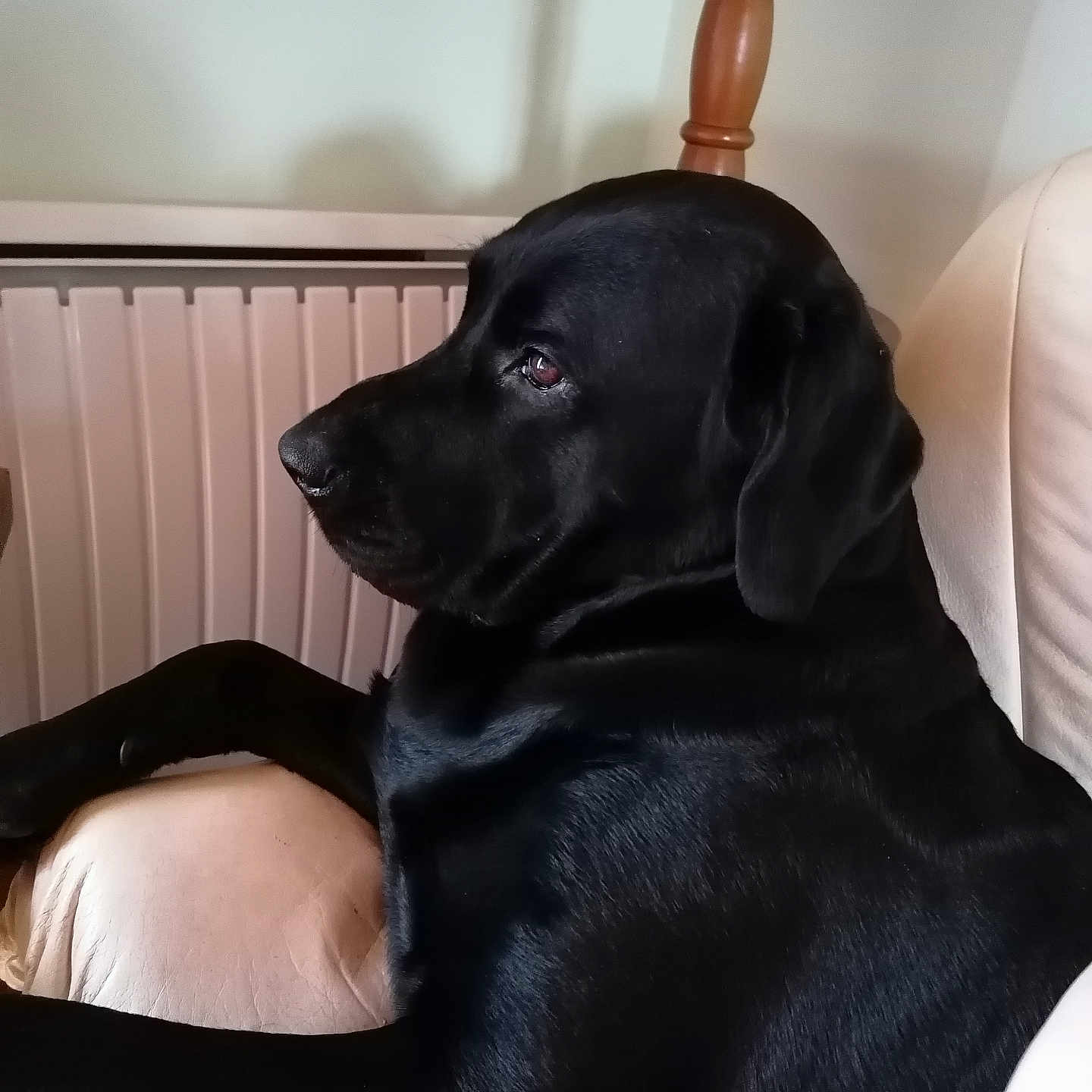 Lasko participe au concours pour gagner de l'argent avec cette photo : animal, armchair, black_dog, calm, canine, companion, dog, domestic, furniture, home, indoor, labrador, looking_away, pet, portrait, radiator, relaxed, seated, side_view, wooden_chair