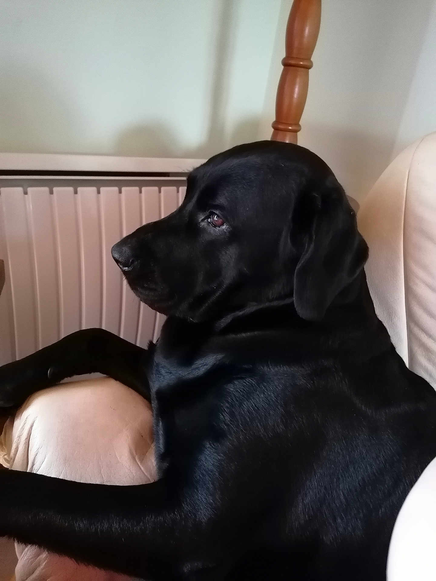 Lasko participe au concours pour gagner de l'argent avec cette photo : dog, labrador, black_dog, pet, indoor, armchair, furniture, radiator, wooden_chair, side_view, calm, relaxed, domestic, canine, animal, companion, portrait, seated, looking_away, home