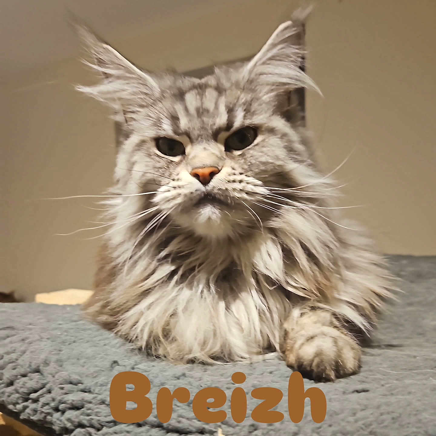 Breizh participe au concours pour gagner de l'argent avec cette photo : abyssinian, angora, animal, art, brasssection, cat, claw, egyptiancat, face, gray, head, horn, kitten, manx, musicalinstrument, person, pet, photography, portrait, snout
