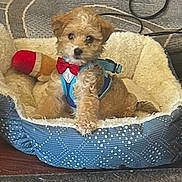 Bear joined the competition — help win amazing prizes! puppy, dog, pet_bed, bow_tie, harness, toy, indoor, cozy, curious, furry, small_dog, brown_fur, white_fur, lying_down, carpet, comfort, domestic, cute, animal, resting