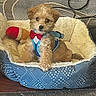 puppy, dog, pet_bed, bow_tie, harness, toy, indoor, cozy, curious, furry, small_dog, brown_fur, white_fur, lying_down, carpet, comfort, domestic, cute, animal, resting