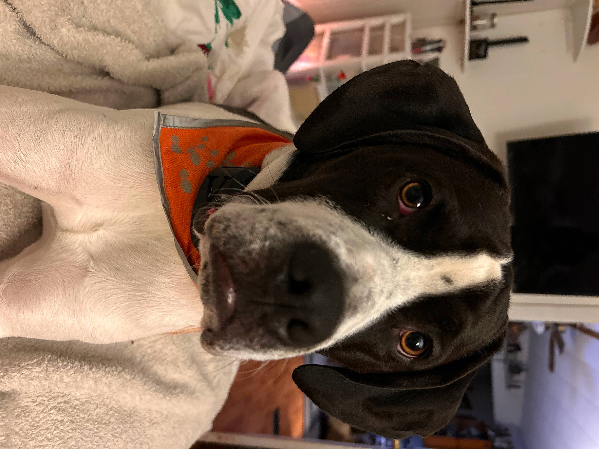 Petey is registered to the contest to win money with this photo: canidae, carnivore, collar, comfort, companion_dog, dog, dog_breed, dog_collar, fur, grey, guard_dog, helmet, non_sporting_group, personal_protective_equipment, pet_supply, pointer, snout, sporting_group, whiskers, working_animal
