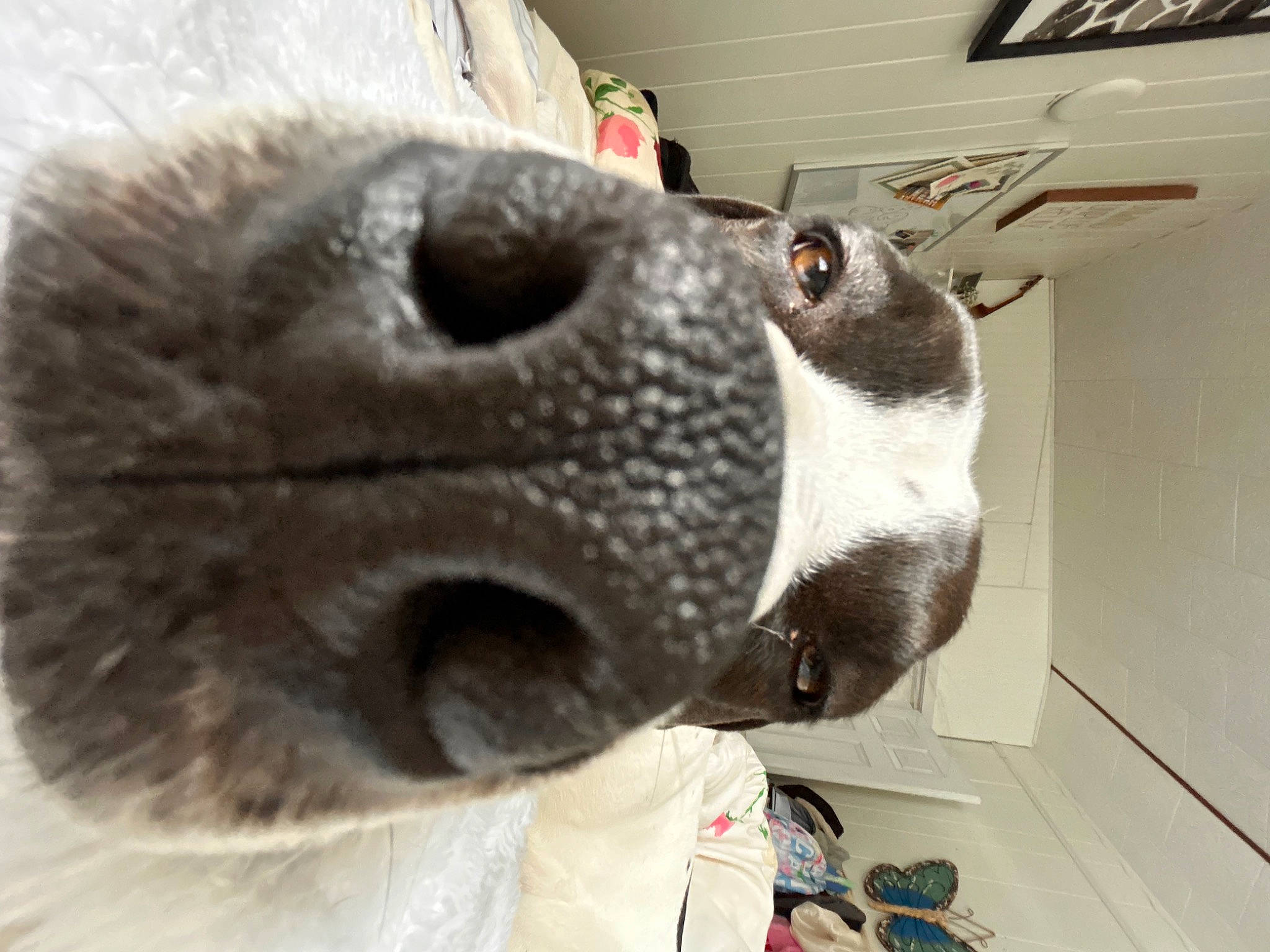 Petey is registered to the contest to win money with this photo: carmine, dog_breed, fawn, flooring, fur, grey, headgear, metal, natural_material, personal_protective_equipment, plush, snout, stuffed_toy, sunglasses, toy, whiskers, working_animal