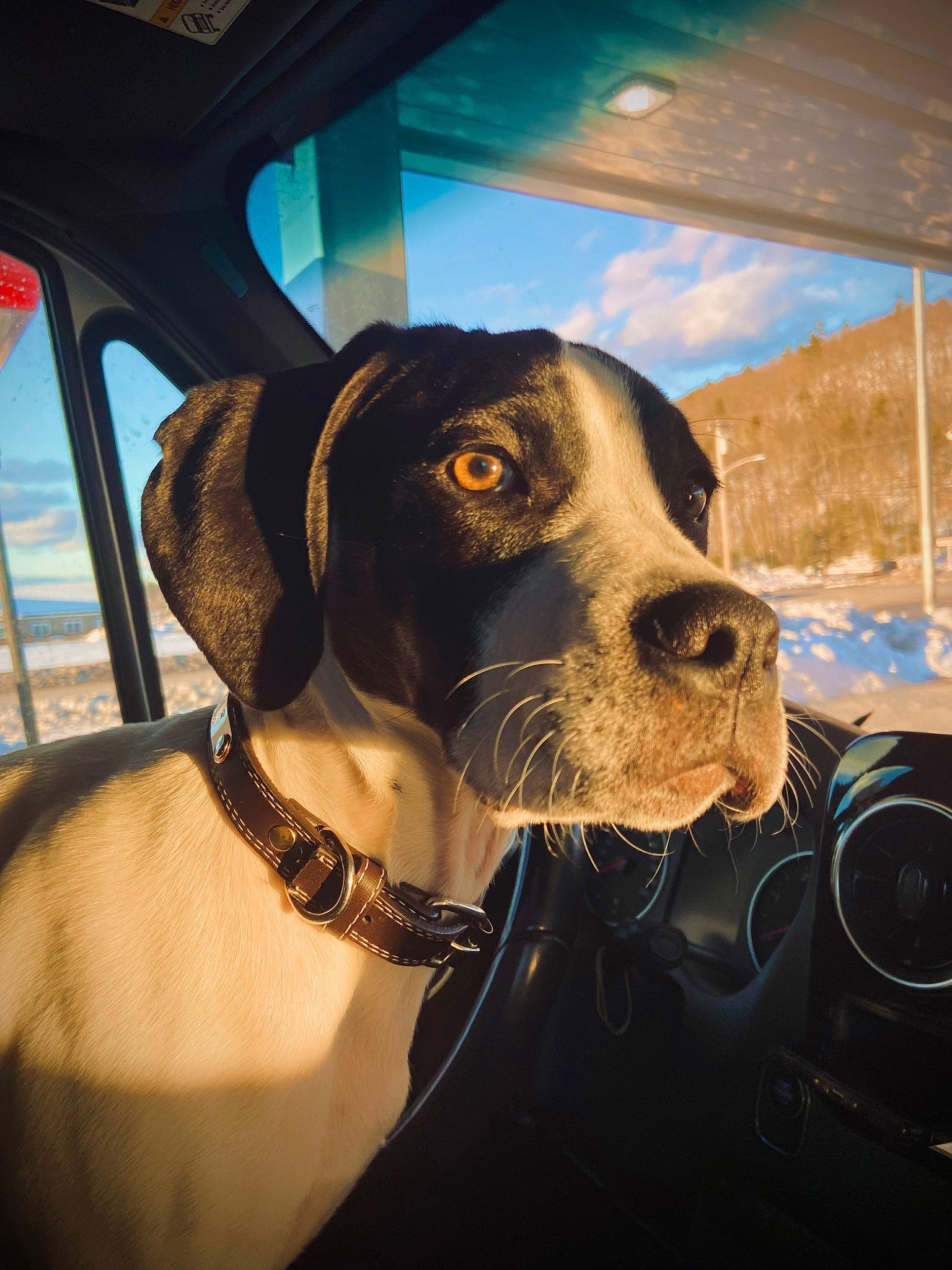 Petey joined the competition — help win amazing prizes! automotive_exterior, automotive_lighting, canidae, carnivore, cloud, collar, companion_dog, dog, dog_breed, dog_collar, fawn, fur, hat, sky, snout, sporting_group, vehicle_door, whiskers, windshield, working_animal