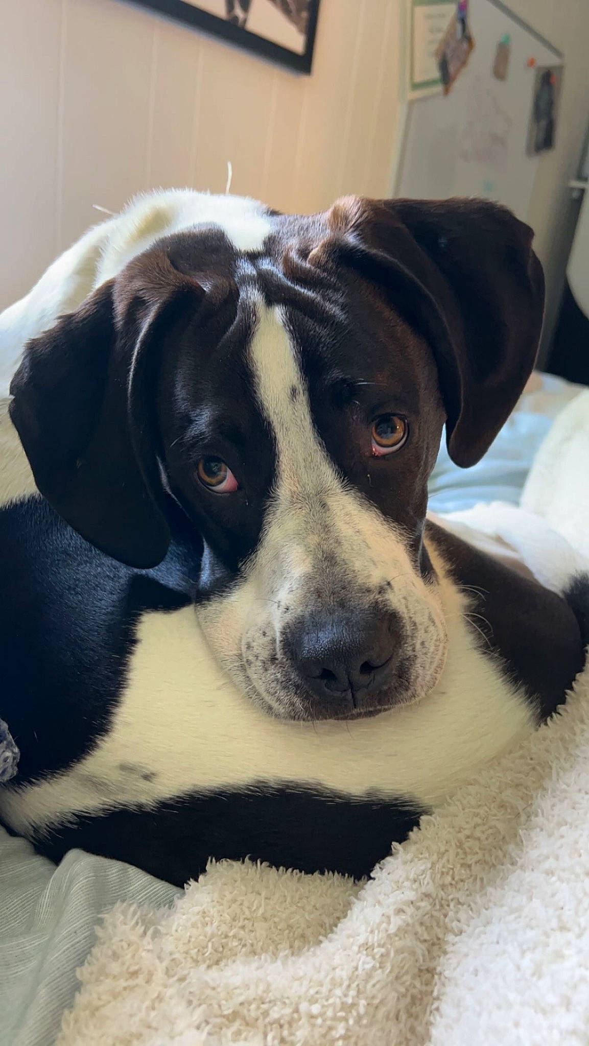 Petey joined the competition — help win amazing prizes! canidae, carnivore, collar, companion_dog, dog, dog_breed, dog_collar, eye, fawn, fur, non_sporting_group, paw, puppy, puppy_love, snout, sporting_group, whiskers, working_animal, working_dog