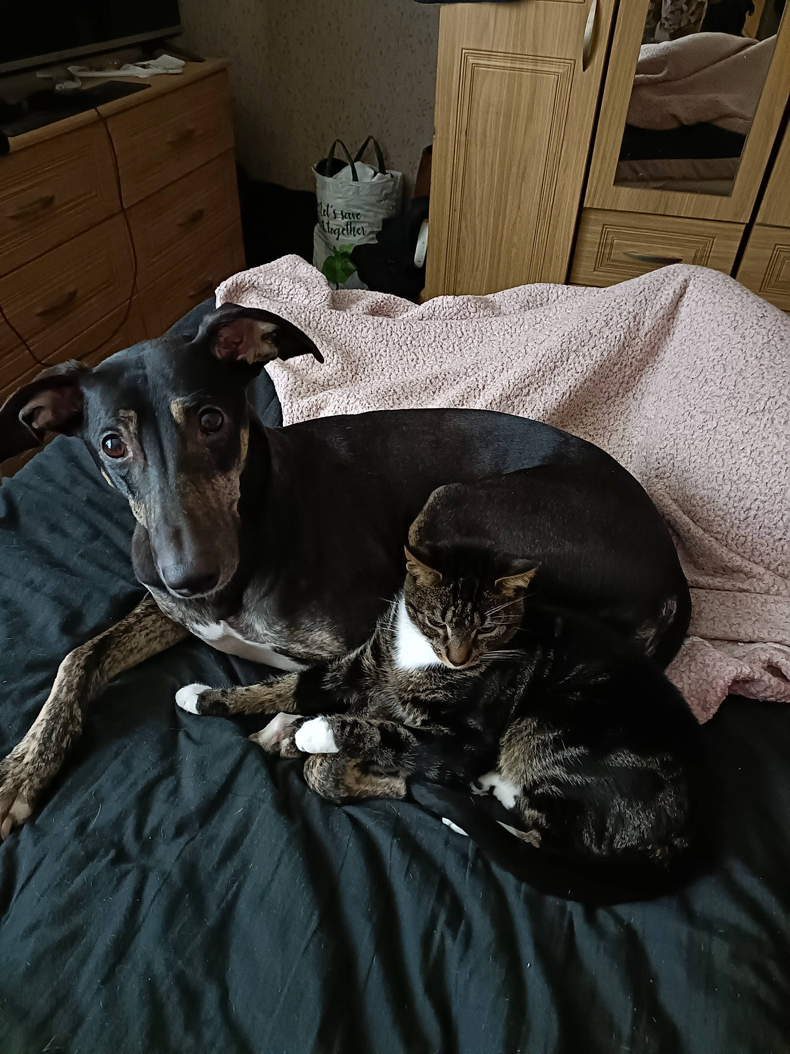 Hope joined the competition — help win amazing prizes! cabinetry, carnivore, comfort, companion_dog, dog, dog_breed, dog_supply, drawer, furniture, grey, guard_dog, hardwood, magyar_agar, polish_greyhound, rampur_greyhound, sighthound, snout, toy_dog, whiskers, working_animal