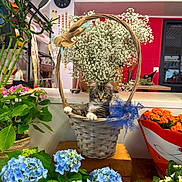 Milo a rejoint le concours — aidez-le/la à gagner de superbes lots ! cat, kitten, animal, fluffy, tabby, face, eyes, ears, basket, flowers, floral_arrangement, hydrangea, baby_breath, potted_plants, garden_center, indoor, colorful, wooden_table, portrait, cute