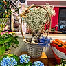 cat, kitten, animal, fluffy, tabby, face, eyes, ears, basket, flowers, floral_arrangement, hydrangea, baby_breath, potted_plants, garden_center, indoor, colorful, wooden_table, portrait, cute