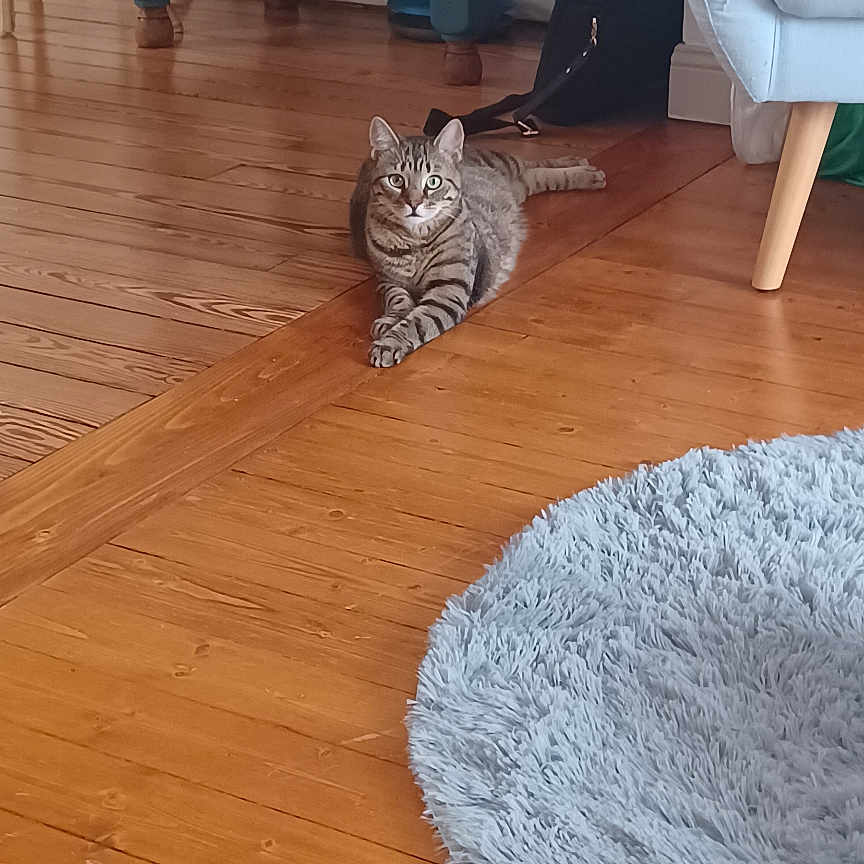 Jett a rejoint le concours — aidez-le/la à gagner de superbes lots ! animal, blue_armchair, cat, cozy, curious, decor, domestic, flooring, furniture, home, indoor, interior, living_room, pet, relaxed, resting, round_rug, tabby, table, wooden_floor