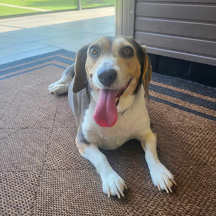 Babybailey joined the competition — help win amazing prizes! dog, tongue_out, lying_down, mat, door, outdoor, grass, tree, sunny, happy, pet, canine, relaxing, brown, white, collar, fence, smiling, porch, animal