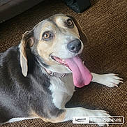 Babybailey is registered to the contest to win money with this photo: dog, tongue, happy, pet, animal, brown, white, black, carpet, indoor, collar, laying, cute, canine, fur, ears, eyes, mouth, paw, smiling