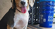 Bailey joined the competition — help win amazing prizes! dog, beagle, pet, animal, tongue_out, sitting, porch, blue_bucket, doormat, happy, ears, fur, outdoor, closeup, smiling, brown, white, black, canine, cute
