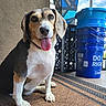 animal, beagle, black, blue_bucket, brown, canine, closeup, cute, dog, doormat, ears, fur, happy, outdoor, pet, porch, sitting, smiling, tongue_out, white