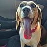 Bailey is registered to the contest to win money with this photo: dog, tongue, pet, animal, canine, inside_car, collar, sunlight, happy, closeup, muzzle, ears, nose, teeth, seat, seatbelt, vehicle, companion, domestic_animal, playful