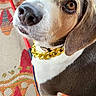 Bailey joined the competition — help win amazing prizes! dog, beagle, close_up, gold_chain, collar, brown_eye, nose, fur, whiskers, pet, indoor, carpet, patterned_carpet, animal, cute, portrait, domestic_animal, canine, ears, snout