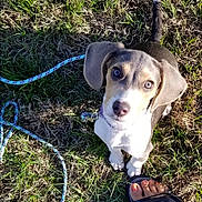 Bailey joined the competition — help win amazing prizes! puppy, dog, grass, leash, outdoor, pet, animal, canine, young_dog, looking_up, foot, toenails, summer, sunlight, collar, cute, playful, nature, closeup, companionship