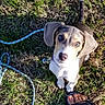 animal, canine, closeup, collar, companionship, cute, dog, foot, grass, leash, looking_up, nature, outdoor, pet, playful, puppy, summer, sunlight, toenails, young_dog