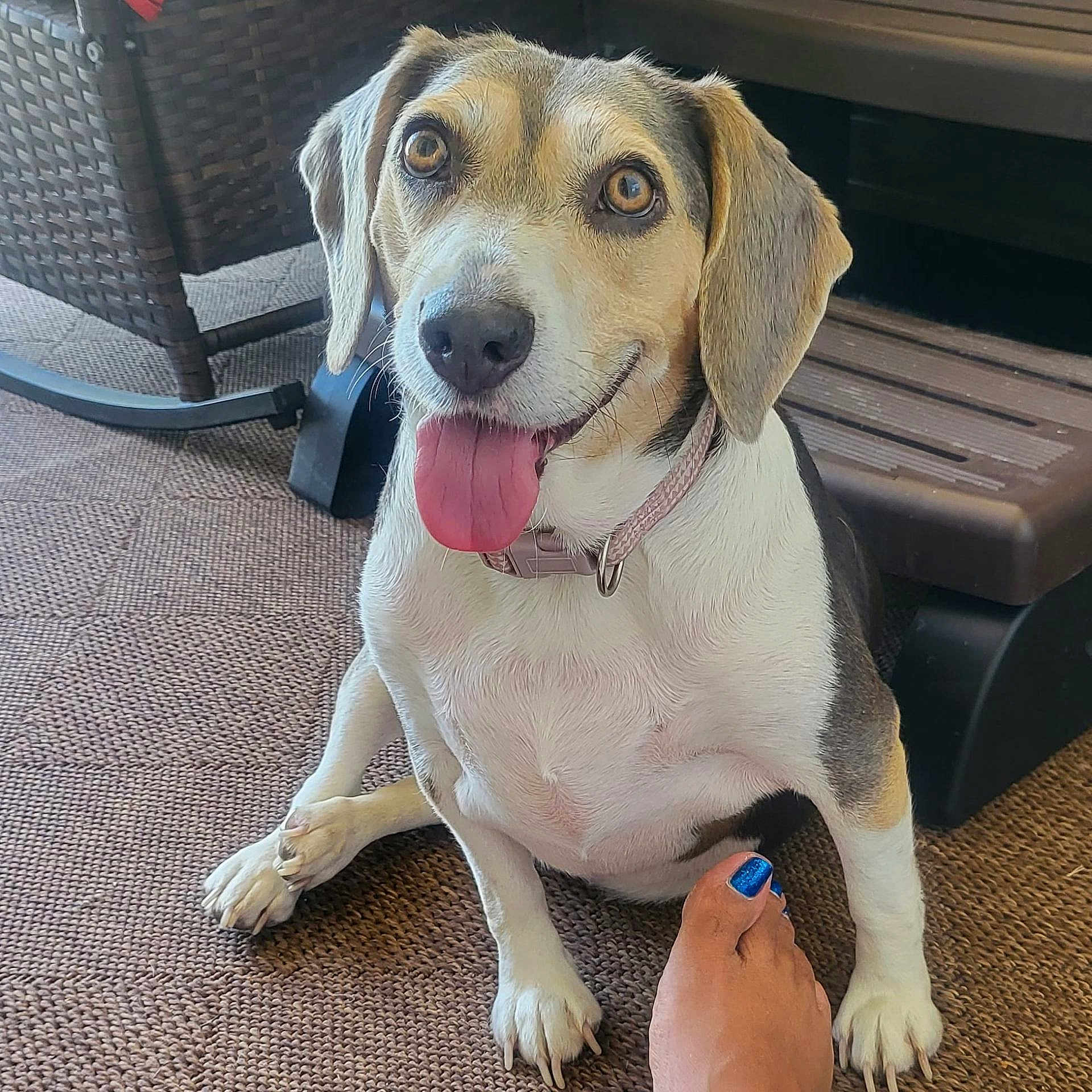 Bailey is registered to the contest to win money with this photo: dog, pet, tongue_out, happy, indoor, foot, nail_polish, brown_rug, wicker_chair, collar, close_up, animal, cute, sitting, paw, furniture, household, companion, friendly, canine