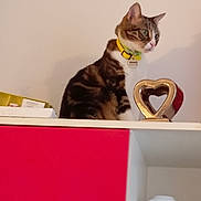 Hinata a rejoint le concours — aidez-le/la à gagner de superbes lots ! animal, cabinet, calm, cat, close_up, curious, cute, decor, domestic_animal, feline, furniture, heart_shaped_ornament, household, indoor, looking_sideways, pet, shelf, sitting, tabby_cat, yellow_collar
