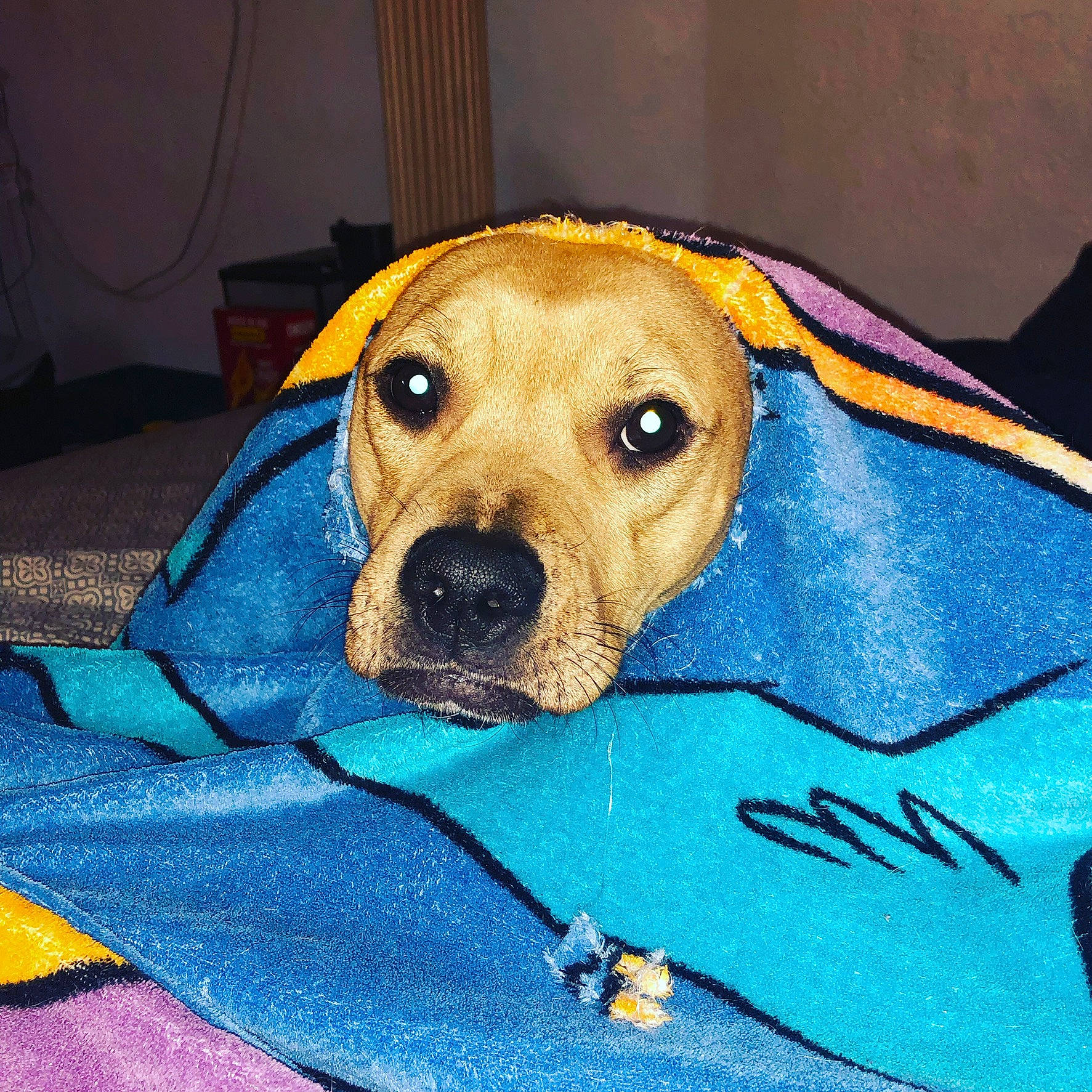 Kara joined the competition — help win amazing prizes! canidae, carnivore, companion_dog, dog, dog_breed, dog_supply, electric_blue, fawn, hat, linens, pet_supply, puppy, snout, sporting_group, whiskers, working_animal