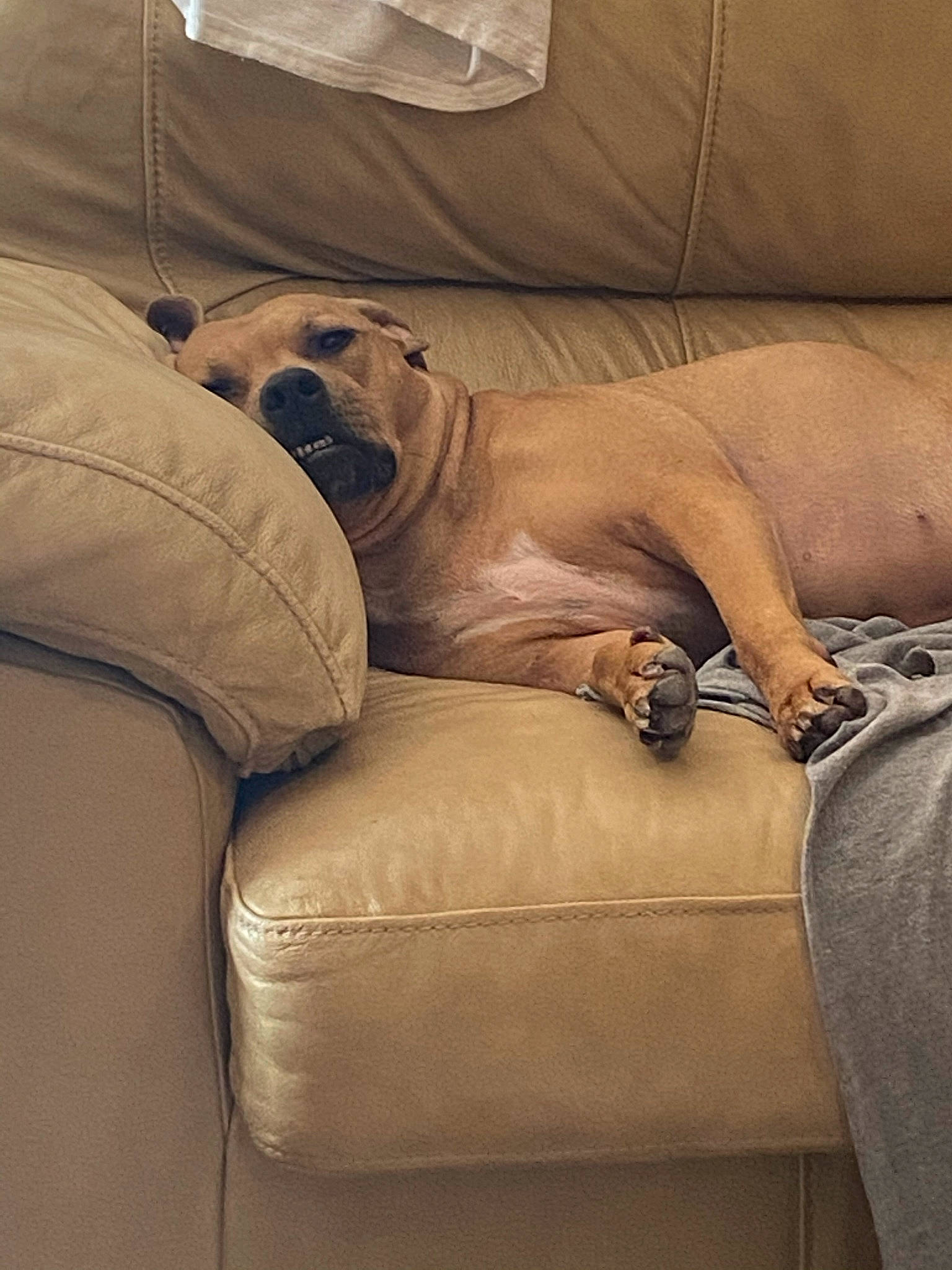 Kara joined the competition — help win amazing prizes! brown, canidae, carnivore, comfort, companion_dog, couch, dog, dog_breed, fawn, flooring, fur, hardwood, liver, room, sporting_group, studio_couch, terrestrial_animal, wood, working_animal, wrinkle