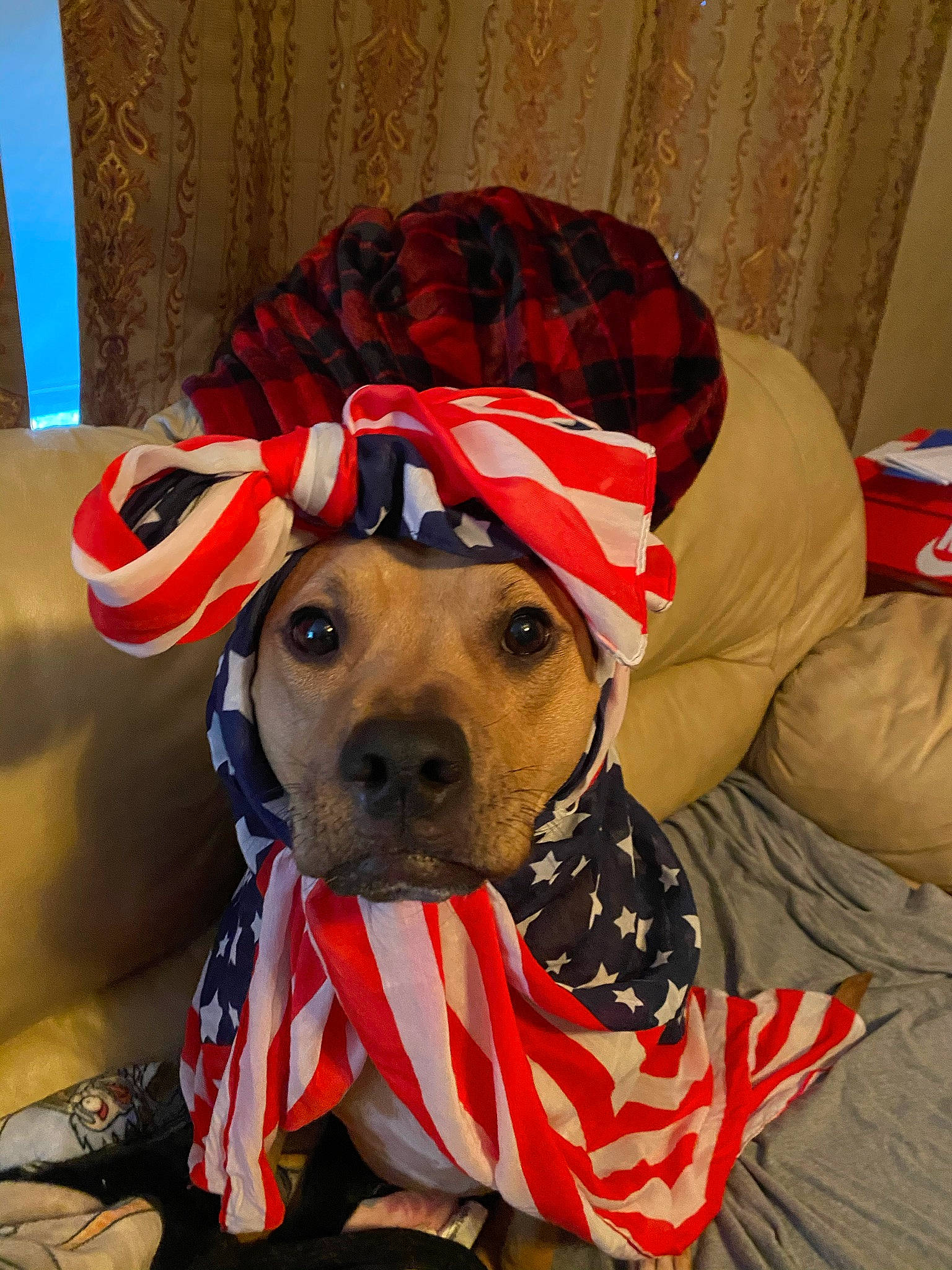 Kara is registered to the contest to win money with this photo: canidae, carnivore, collar, comfort, companion_dog, costume_hat, dog, dog_breed, dog_clothes, dog_collar, dog_supply, fawn, hat, personal_protective_equipment, pet_supply, plaid, snout, sporting_group, tartan, working_animal