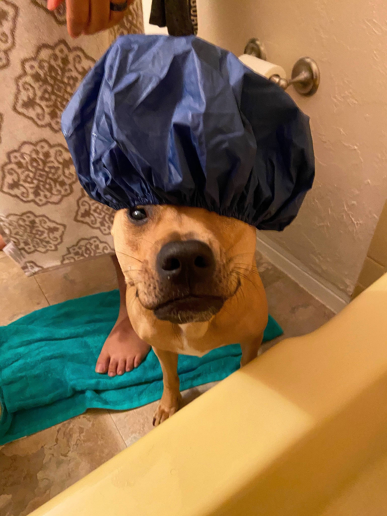 Kara joined the competition — help win amazing prizes! canidae, carnivore, comfort, companion_dog, dog, dog_breed, dog_supply, fawn, flooring, fur, guard_dog, hat, linens, pet_supply, room, selfie, sitting, snout, sporting_group, working_animal