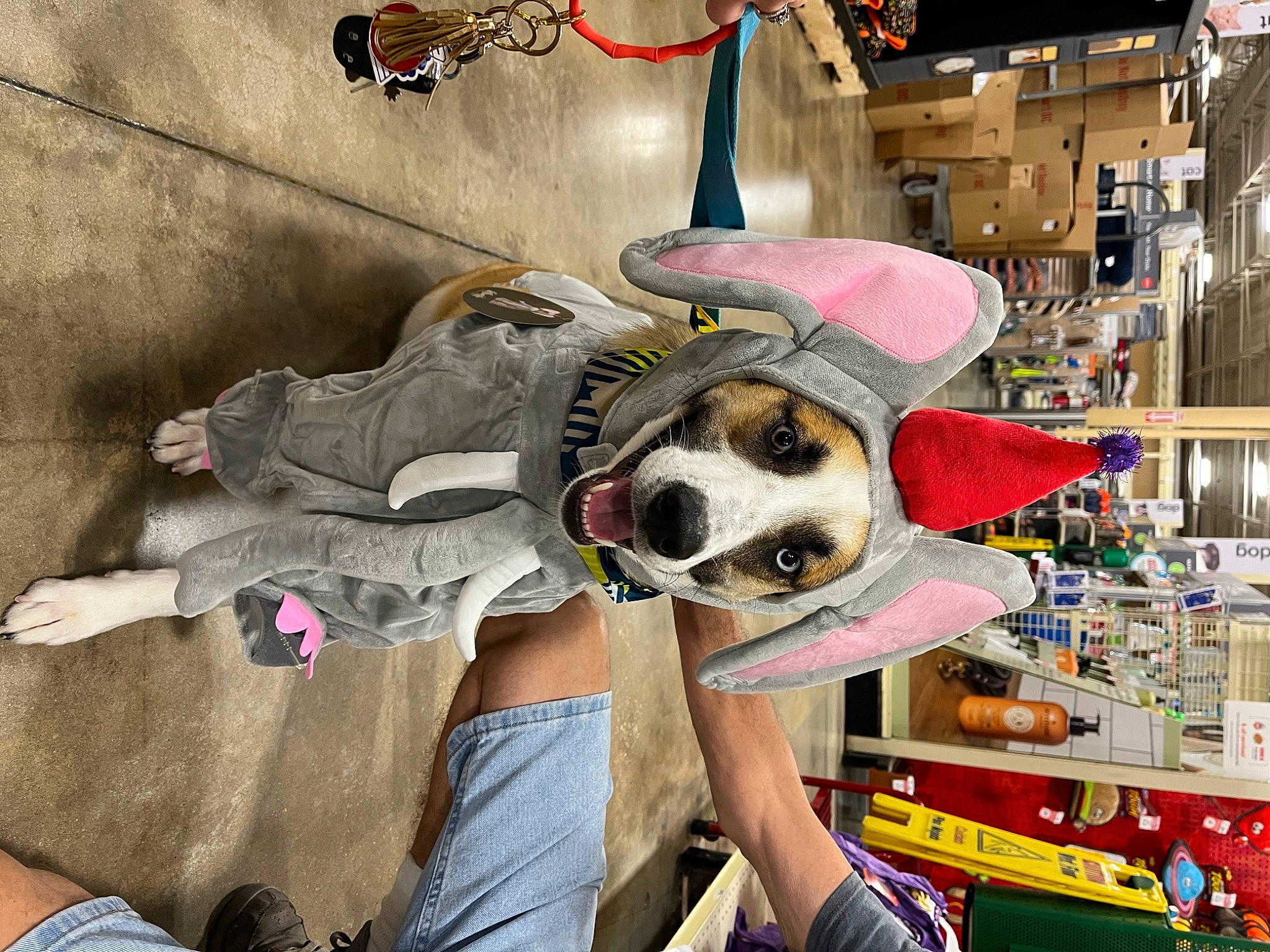Marlee is registered to the contest to win money with this photo: bag, canidae, carnivore, city, companion_dog, costume, dog, dog_breed, eyewear, fashion_accessory, fun, fur, hat, headgear, personal_protective_equipment, retail, service, street, stuffed_toy, sun_hat