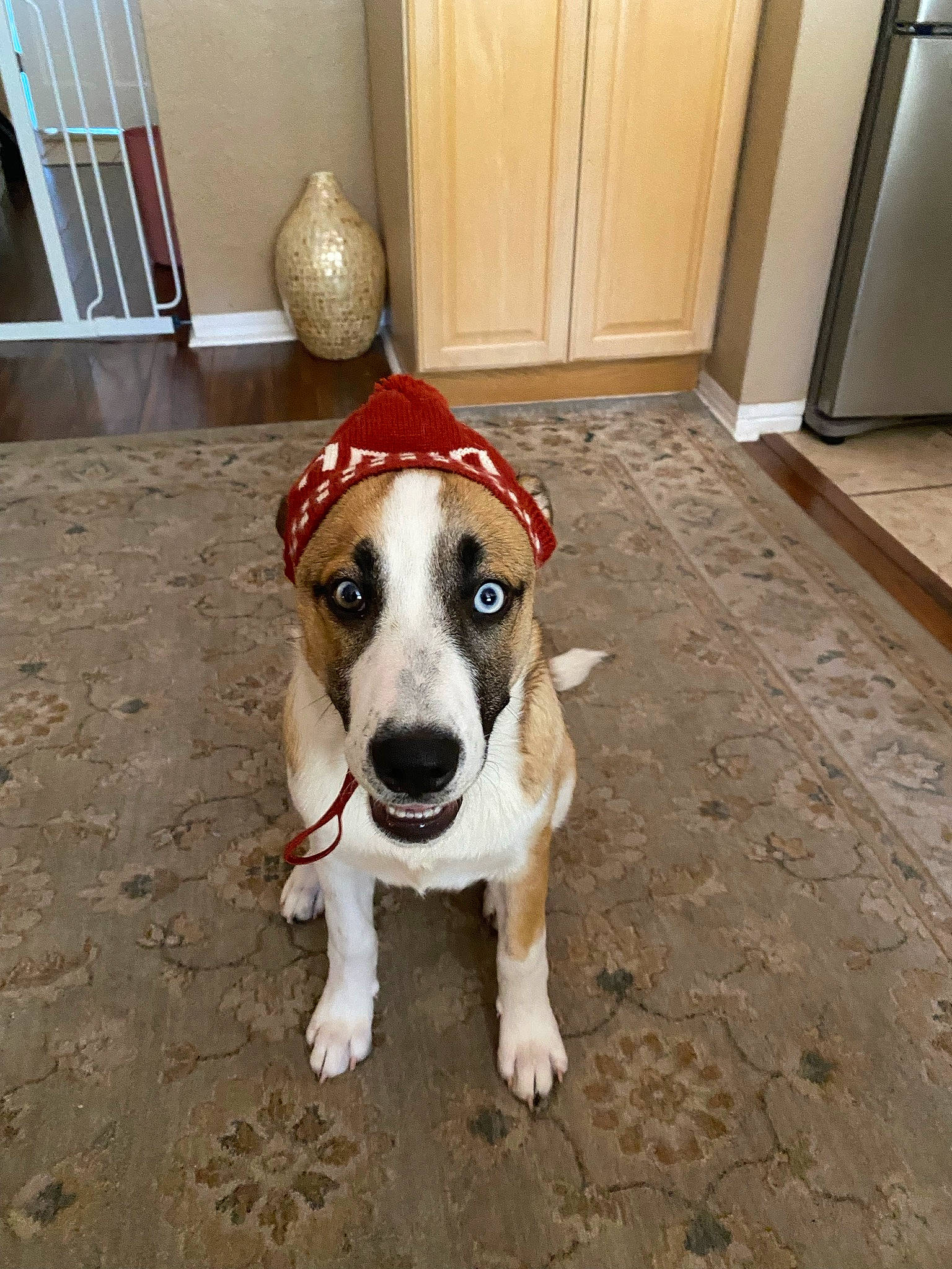 Marlee is registered to the contest to win money with this photo: cabinetry, carnivore, collar, companion_dog, dog, dog_breed, dog_collar, dog_supply, door, fawn, flooring, hardwood, irishjacks, pet_supply, snout, sporting_group, tail, whiskers, wood, working_animal