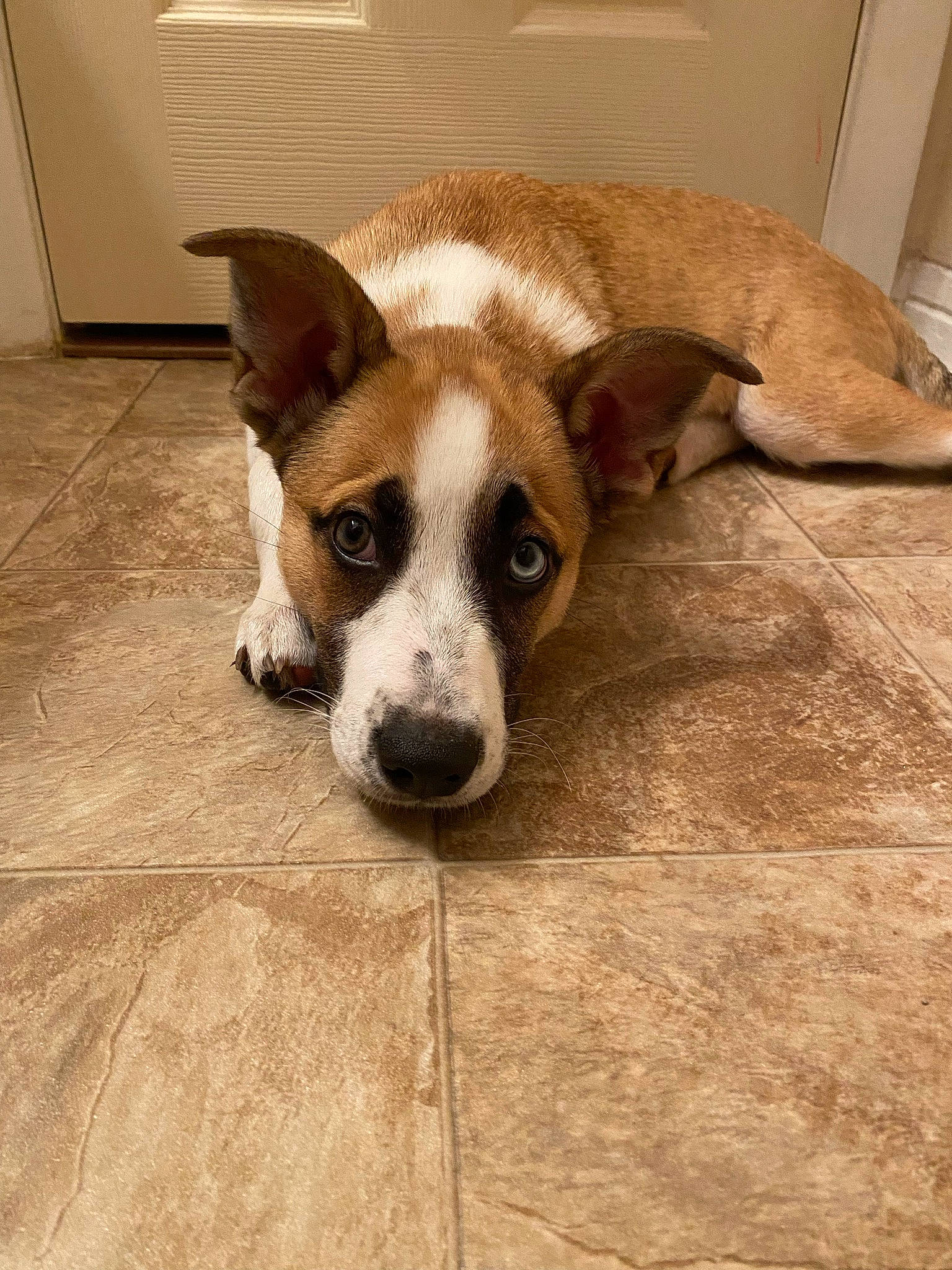 Marlee joined the competition — help win amazing prizes! canidae, cardigan_welsh_corgi, carnivore, companion_dog, dog, dog_breed, fawn, flooring, fur, hardwood, paw, puppy, snout, sporting_group, street_dog, tail, terrestrial_animal, whiskers, wood, working_animal