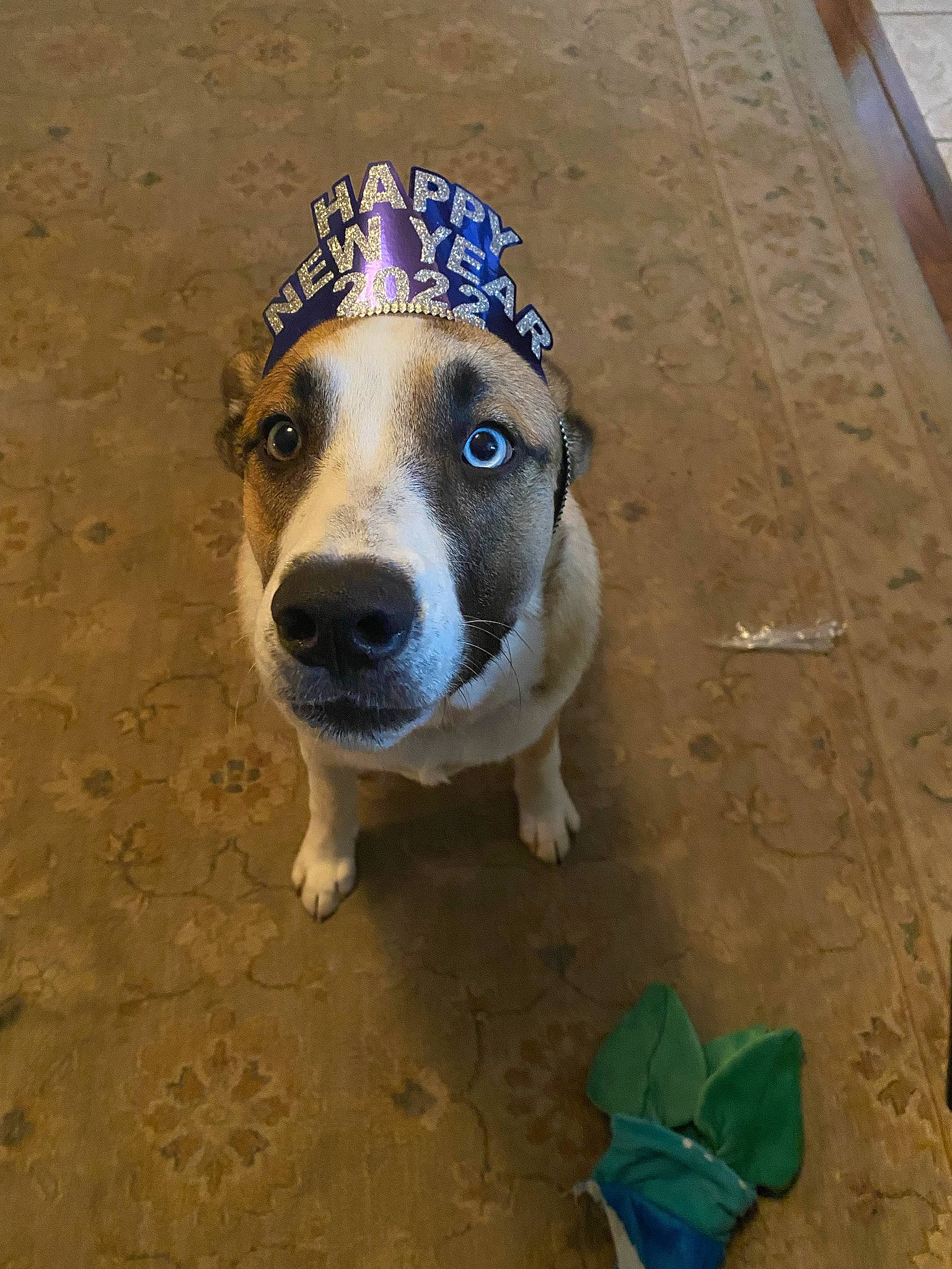 Marlee is registered to the contest to win money with this photo: asphalt, blue, canidae, carnivore, collar, companion_dog, dog, dog_breed, electric_blue, fawn, flooring, fur, paw, pet_supply, road_surface, snout, soil, sporting_group, whiskers, working_animal