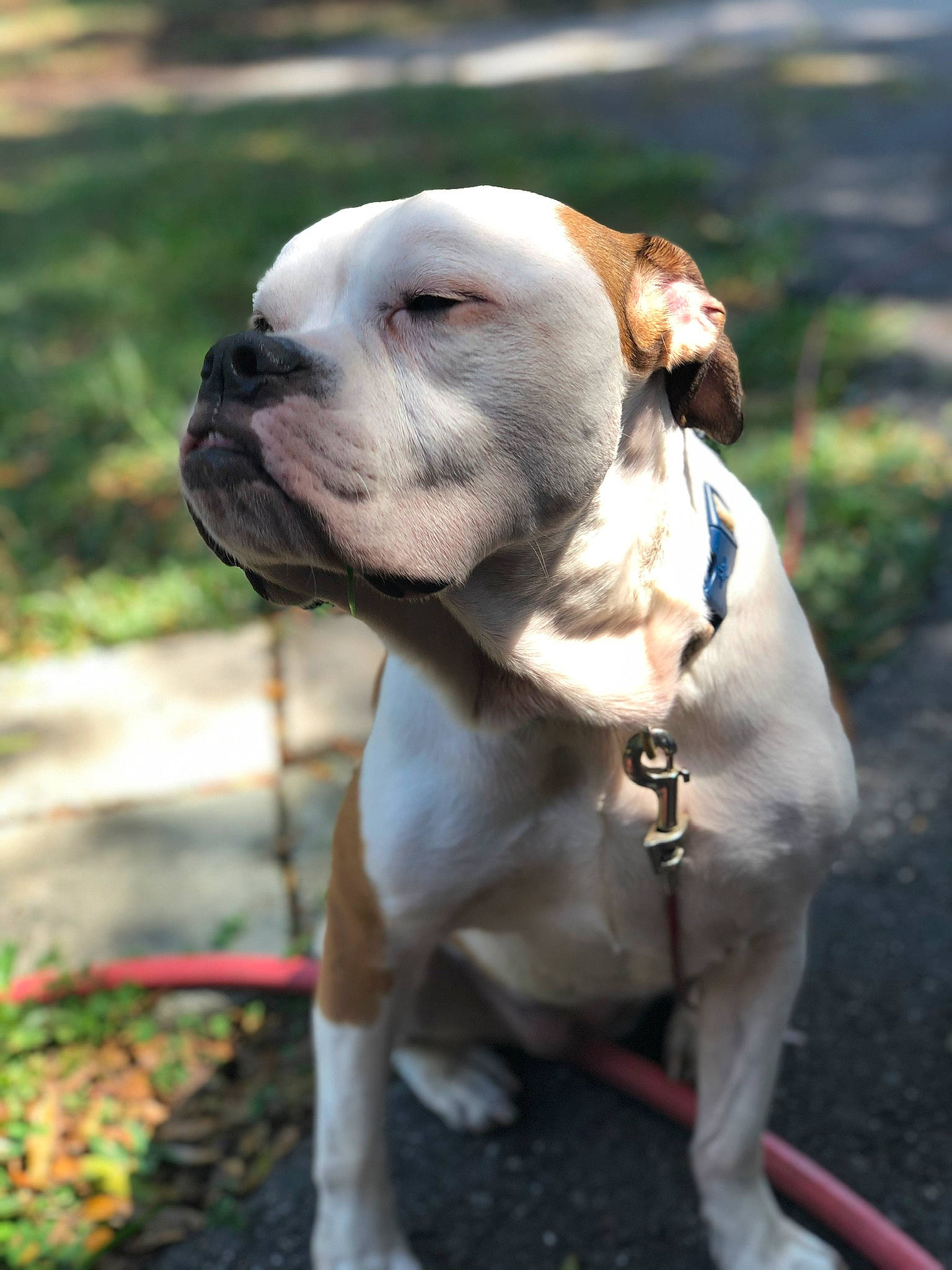 Nala Jane joined the competition — help win amazing prizes! canidae, carnivore, collar, companion_dog, dog, dog_breed, dog_collar, dog_supply, fawn, grass, leash, liver, pet_supply, plant, snout, sporting_group, terrestrial_animal, whiskers, working_animal, wrinkle