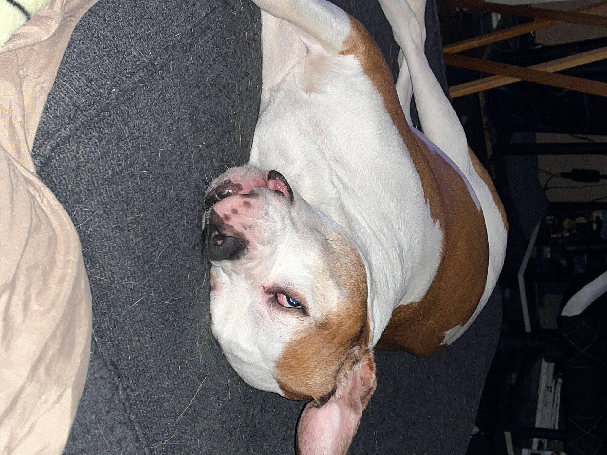 Nala Jane is registered to the contest to win money with this photo: canidae, carnivore, comfort, companion_dog, dog, dog_breed, fawn, flesh, fur, non_sporting_group, snout, sporting_group, terrestrial_animal, whiskers, working_animal, wrinkle