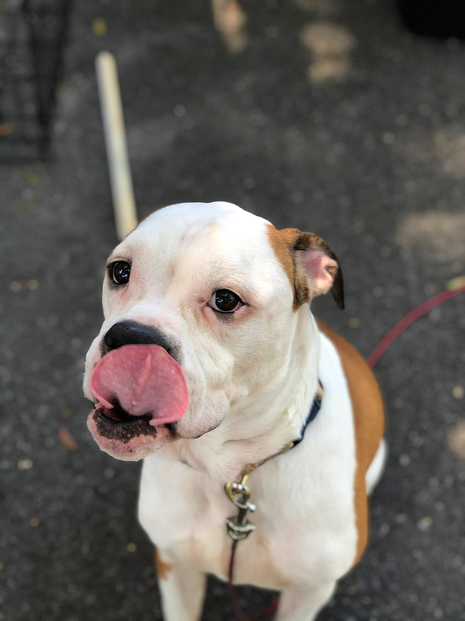 Nala Jane is registered to the contest to win money with this photo: bulldog, canidae, carnivore, collar, companion_dog, dog, dog_breed, dog_collar, fawn, leash, non_sporting_group, pet_supply, snout, sporting_group, terrestrial_animal, working_animal, working_dog, wrinkle