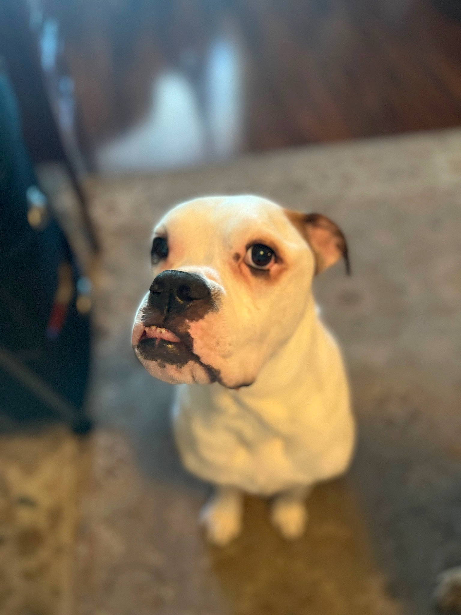 Nala Jane is registered to the contest to win money with this photo: bulldog, carnivore, companion_dog, dog, dog_breed, dog_collar, fawn, flooring, grass, molosser, non_sporting_group, sky, snout, terrestrial_animal, toy_dog, whiskers, wood, working_animal, working_dog, wrinkle