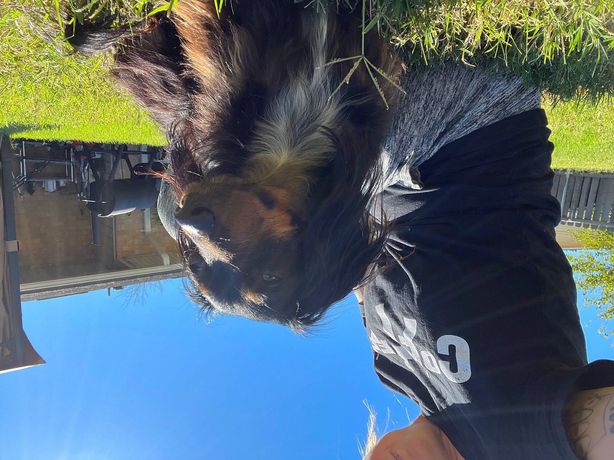 Lady Bird is registered to the contest to win money with this photo: canidae, carnivore, dog_breed, felidae, fur, grass, leisure, personal_protective_equipment, plant, reflection, sky, snout, sporting_group, tail, tree, trunk, vertebrate, water, window, wing