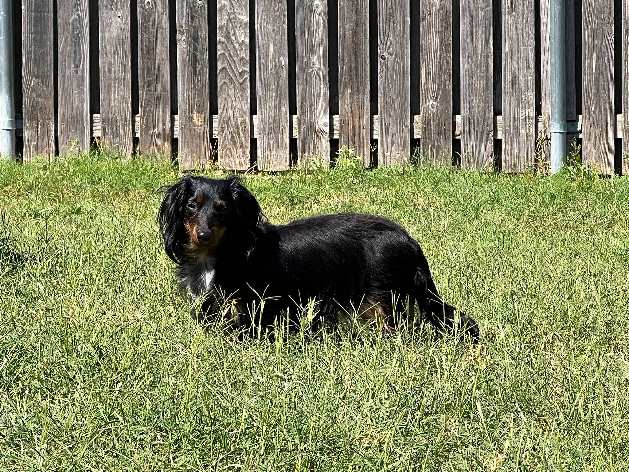 Lady Bird joined the competition — help win amazing prizes! canidae, carnivore, companion_dog, dog, dog_breed, fence, fur, grass, grassland, groundcover, gun_dog, livestock, plant, snout, sporting_group, tail, terrestrial_animal, wildlife, wood, working_animal