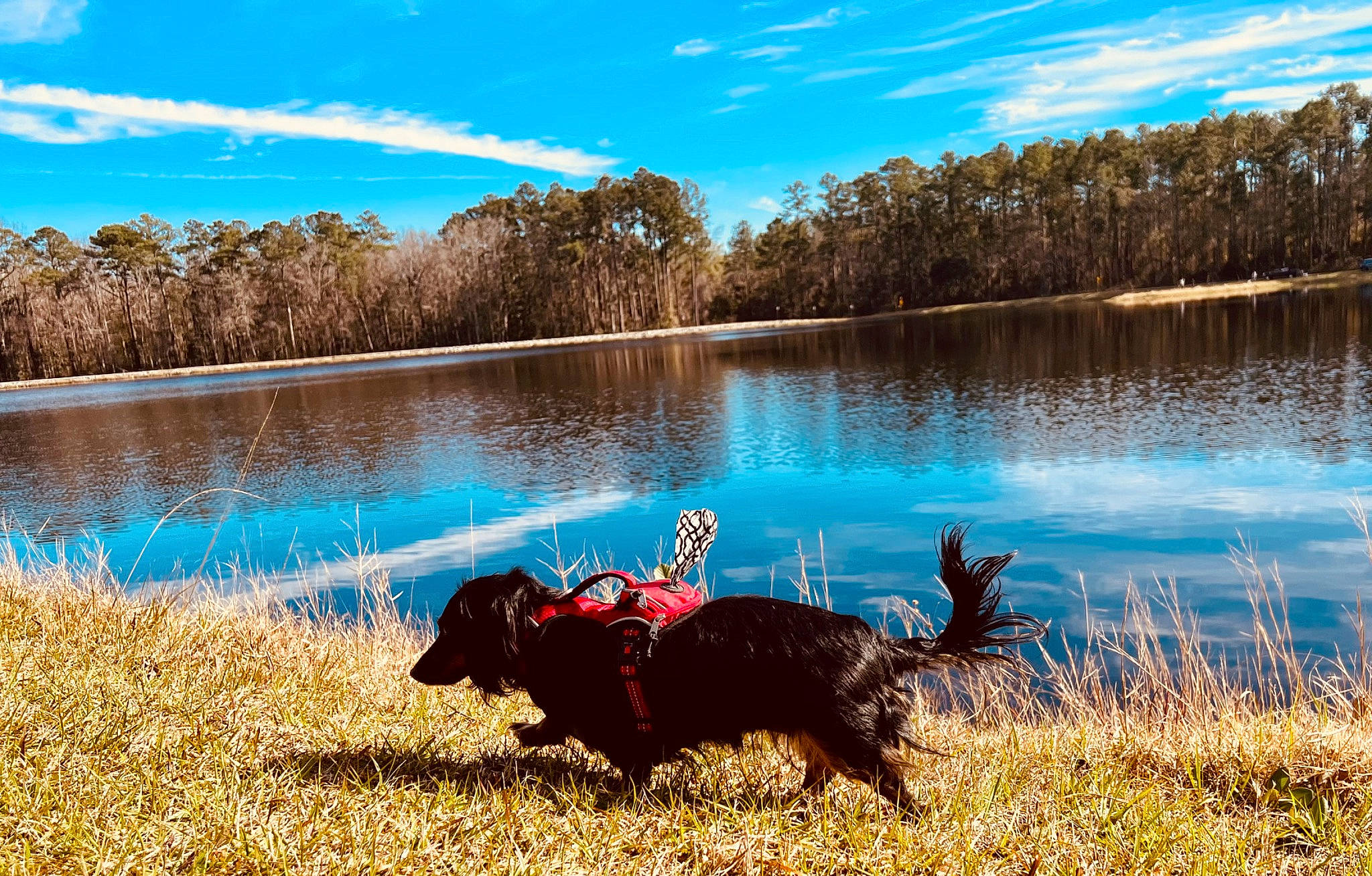 Lady Bird joined the competition — help win amazing prizes! canidae, carnivore, cloud, dog, dog_breed, fawn, grass, lake, landscape, morning, natural_landscape, nature, plant, sky, sporting_group, tail, tree, water, wood, working_animal