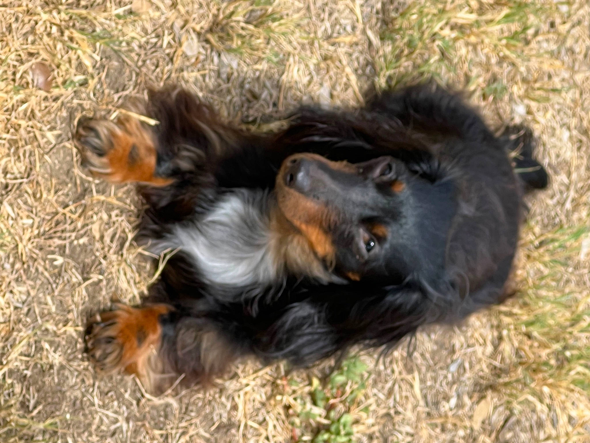 Lady Bird joined the competition — help win amazing prizes! canidae, carnivore, companion_dog, dog, dog_breed, fur, grass, liver, paw, snout, spaniel, sporting_group, tail, terrestrial_animal, working_animal, working_dog